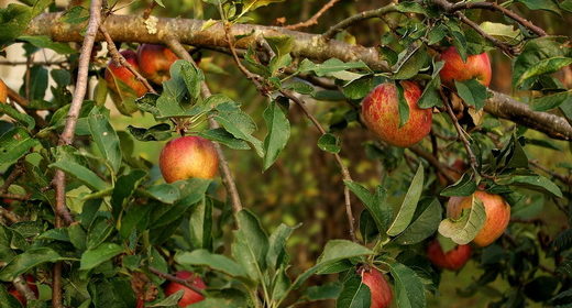 Дерево яблоня