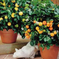 Лимонное дерево