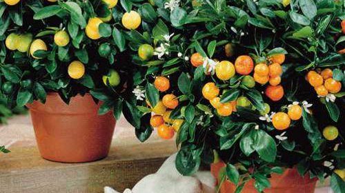 Лимонное дерево