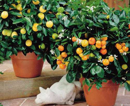 Лимонное дерево